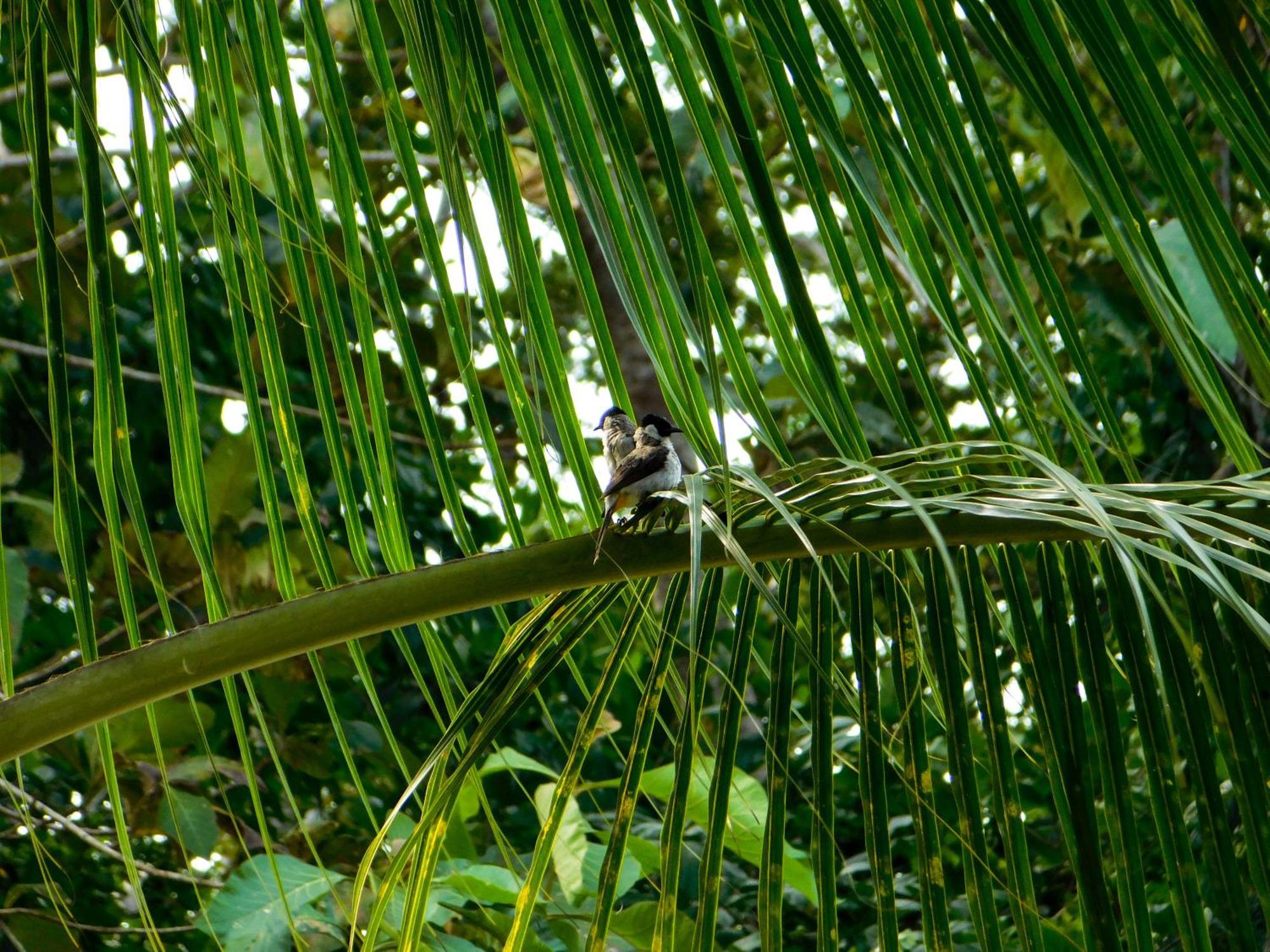 Rnv Eco Resort Bungalows Batukaras Buitenkant foto